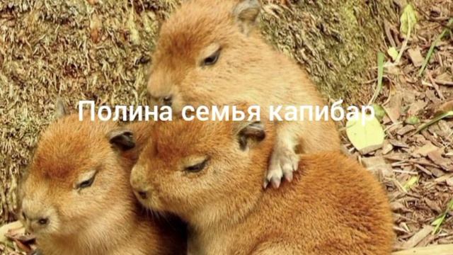 какая ты капибара по имени часть 21 смотреть онлайн