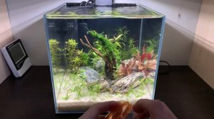 Подмена воды в аквариуме, как правильно подменять вод?