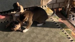 Французский бульдог играет с котом