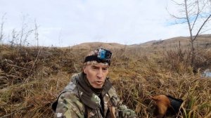 Охота на утку  с молодым спаниелем  Евой.