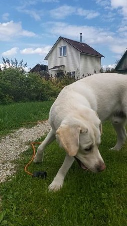 Игра в мячик на даче