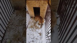 #Бельгийская овчарка Как их кормить зимой #Почему соба