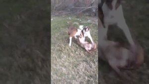 Абхазия, село Кутол. Охота с гончими собаками.