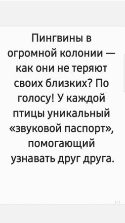 Как пингвины находятся в огромных колониях? Факт за фактом