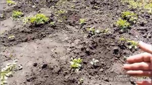 Ямы на огороде / Провозилась с арбузами и день быстро пролетел.