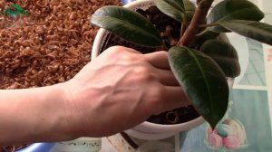 Защищаем растения с помощью дегтярного мыла. Используем дома и в саду - 7 дач