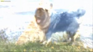 ЛУЧШИЕ ПОРОДЫ СОБАК ДЛЯ ОХРАНЫ ЧАСТНОГО ДОМА. Часть #2