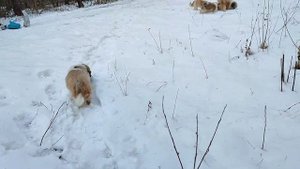 Кема Ши тцу идут по следу тигра? Да быть такого не може