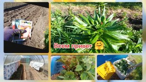 ОГУРЦЫ НА СЕТКЕ.ОБРАБАТЫВАЮ РОЗЫ,ЛИЛИИ