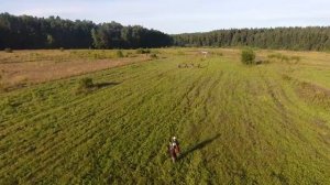 Спорт с ретриверами   ШКОЛА ШМЕЛЯ