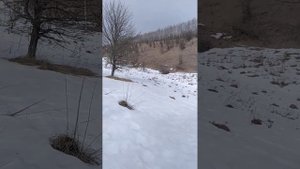 Русский гончий щенок.Кличка Буран 8.5 месяцев!