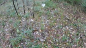 Охота на зайца с эстонской гончей как я ее вижу. Вторая