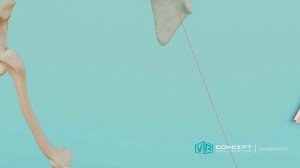 VR урок по биологии - Строение и функции костей, типы костей, регенерация костной ткани