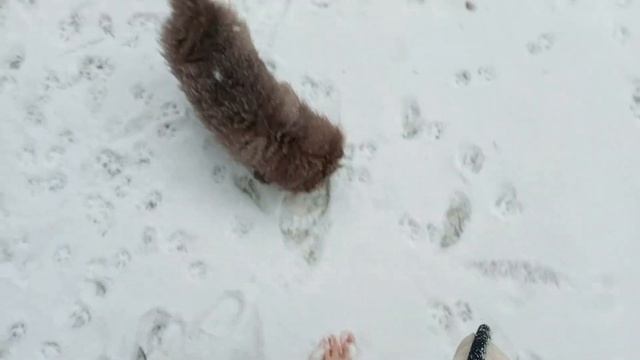 Мерзнут ли лапки у собак на снегу? Проверим?! смотреть онлайн