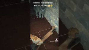 ДОБЕРМАН  разорвал котёнка,которого я нашёл!🆘😱Что д?