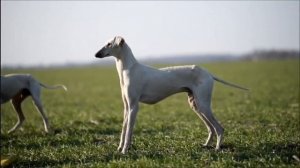 Караванная Борзая в России. Caravan Hound in Russia.