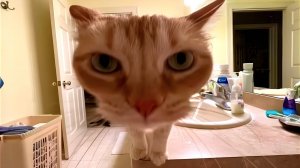 СМЕШНЫЕ КОТЫ 2025 ЛУЧШИЕ ПРИКОЛЫ С КОТАМИ, КОШКИ, КОТИКИ, СОБАЧКИ, СМЕШНОЕ ВИДЕО