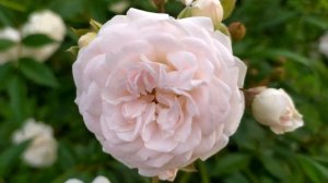 Лейла 26 серия русская озвучка Турецкий сериал | Нур и М