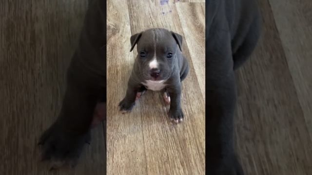 ❤️ИГРУШКИ❤️по щенкам 89832559236 #amstaff #питомник #puppy #щенк