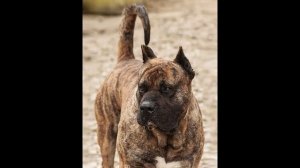 Канарский дог