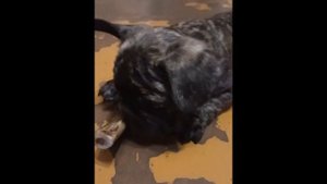 ФРАНЦУЗСКИЙ БУЛЬДОГ РИЧАРД  ПЕРВЫЙ ДЕНЬ ДОМА
