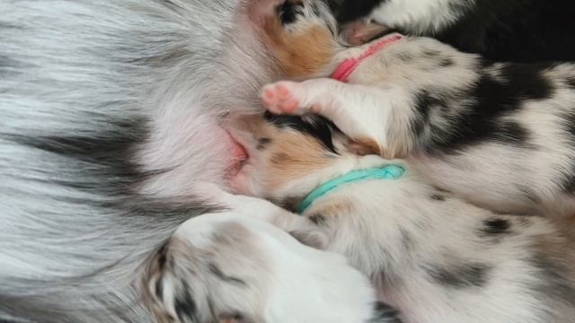 Малышам 8 дней! Щенки австралийской овчарки смотреть онлайн