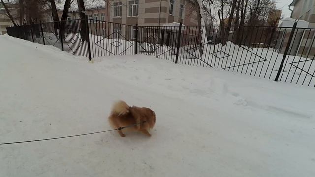 Шпицу Бэлле 2 года! Мокрый день рождения! В Сибири весе?