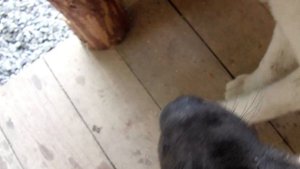 Бой Американских Акит!!