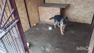 Как отучить щенка прыгать при открытии вольера.