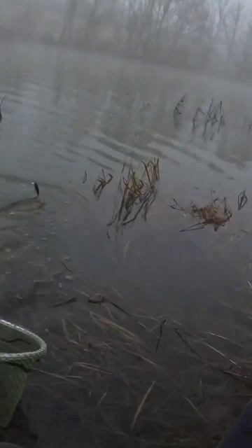 Большие трофеи-малых рек! #fishing #рыбалка #reels #shots смотреть онлайн