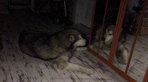 маламут разговаривает со своим отражением