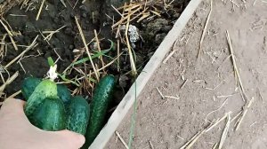 дождались 🤗//кушаем своё 🥒🥒🥒