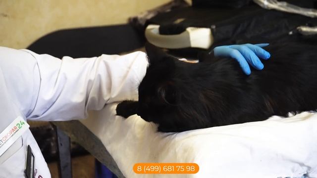 Один день с ветеринаром скорой помощи Ветскорая24