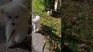 Прогулка со щенками 🙂 3,5 месяца #kennel_BrightStarDog #малышиби?