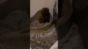 Вязка с китайскими пуделя Тедди тикап крошечный разме