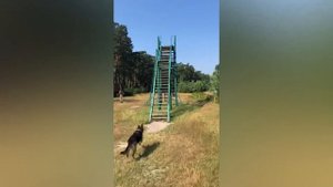 Физическое развитие собаки, полоса препятствия, немец
