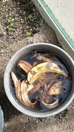 А вы знаете чем я поливаю  огурцы???Просто и доступно!!!