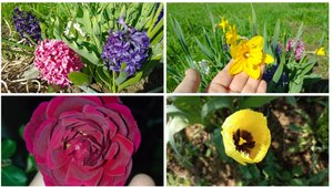 красоты дачи. высадила томаты, лук картофель.работаю на даче