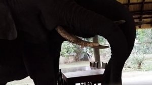 Слоны пришли полакомица в кафе