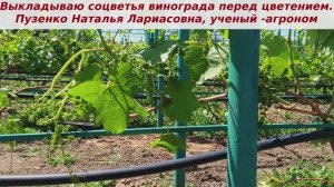 Виноград, выкладывание соцветий перед цветением очень важный, нужный прием - Супер экстра