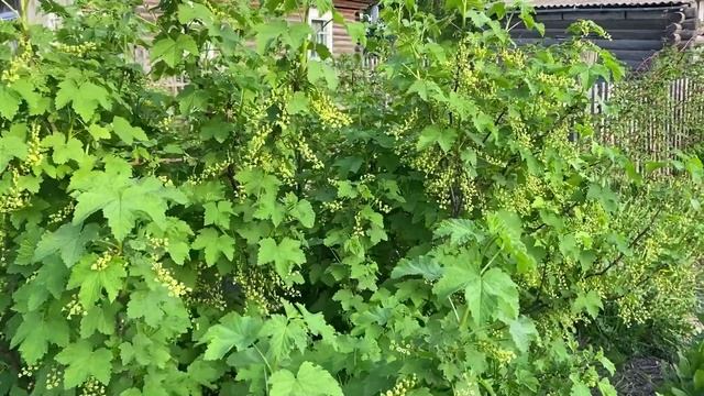 В гости в деревню Таловка .Растут цветы в огороде. смотреть онлайн