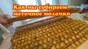 СБОР МАТОЧНОГО МОЛОЧКА И СПОСОБ ЕГО ПРИМЕНЕНИЯ.