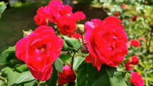 Дикий 37 серия русская озвучка | Дата выхода