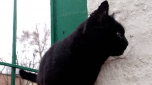 учу вас менять стекло на телефоне