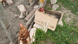 Петух и куры