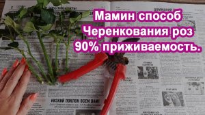 1 ст.л Черенкуем розы Маминым способом 90% приживется объясняю как черенковать розы