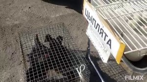 24.05.2025г Птичий рынок г. Клин ул Станционная 10