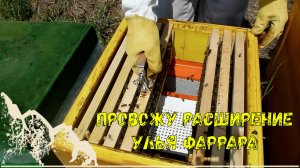 Расширение гнезда улья фаррара спустя 16 дней