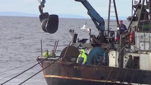 Траловый и кошелечный лов рыбы америкосами на Аляске