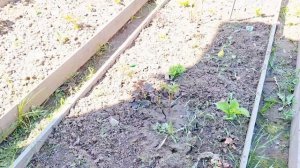 СЧАСТЛИВАЯ ЖИЗНЬ В ДЕРЕВНЕ/НАСЛАЖДАЮСЬ КАЖДОЙ МИНУТОЙ ПРОВЕДЁННОЙ В ЛЮБИМОЙ ДЕРЕВНЕ/ЛЮБОВЬ К ПРИРОДЕ